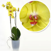 Orquídea Amarela + Cachepô Transparente